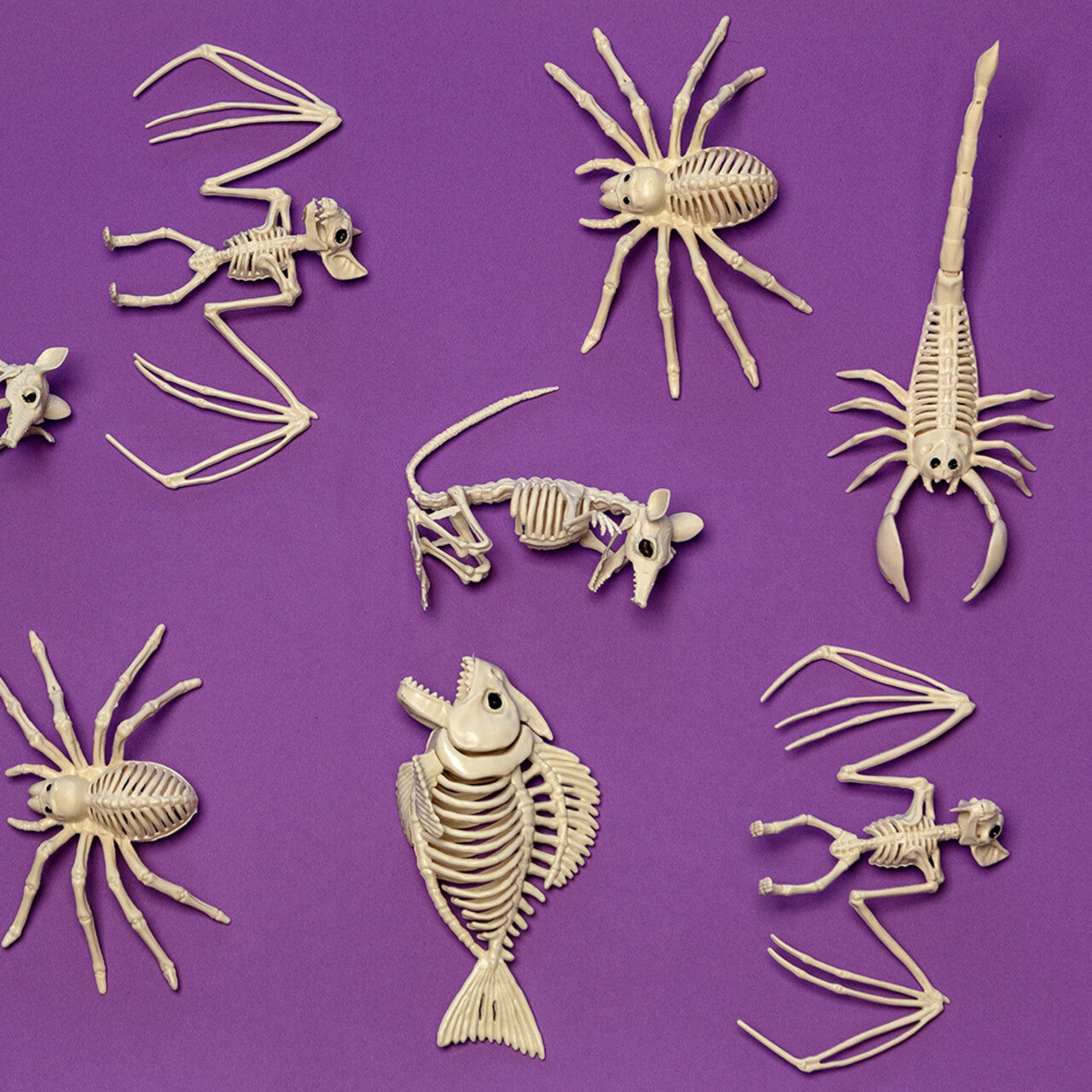 Op deze afbeelding zie je een Decoratie, van het merk Boland. Decoratie Skelet Schorpioen Fossiel