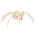 Spinne Skelett