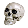 Schedel Maxilla Wit Met Beweegbare Kaak