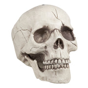 Op deze afbeelding zie je een Decoratie, van het merk Boland. Schedel Jawbone Met Beweegbare Kaak
