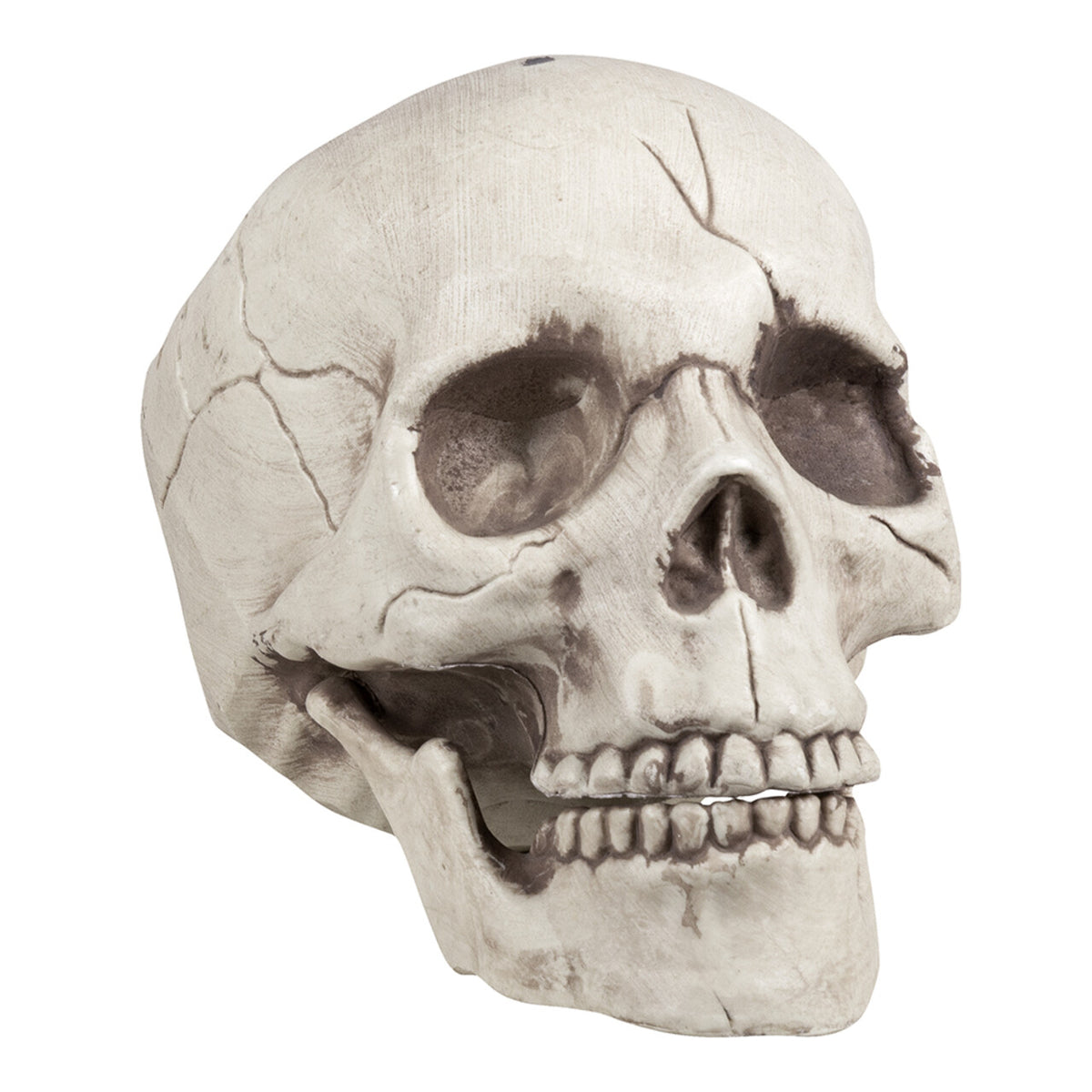 Op deze afbeelding zie je een Decoratie, van het merk Boland. Schedel Jawbone Met Beweegbare Kaak