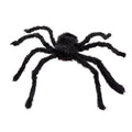 Grande Araignée Poilue Noire