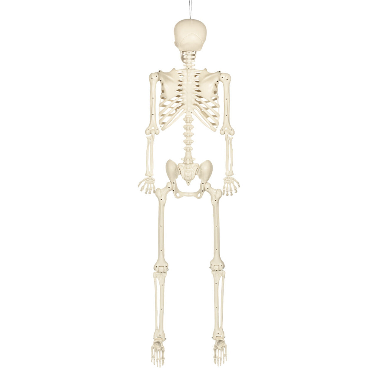 Op deze afbeelding zie je een Decoratie, van het merk Boland. Hangdecoratie Skelet Skinny Wit