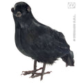 Schmuckkrähe