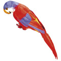 Roter Dekopapagei