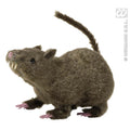 Haarige Ratte, 21 Zentimeter