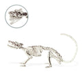 Squelette De Rat Effrayant