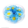 Dekoration Daisses Helle Blaue Blumen